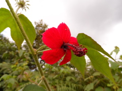 Hibiscus uncinellus