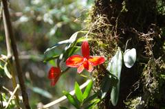 Cattleya coccinea