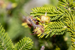 Erica brachialis, photograph (c) magriet b, some rights reserved (CC BY-SA)