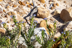 (c) magriet b, some rights reserved (CC BY-SA) Lobelia comosa, photograph (c) magriet b, some rights reserved (CC BY-SA)