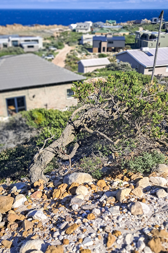 Erica brachialis, photograph 5
