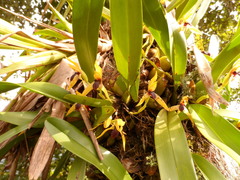 Maxillaria cucullata