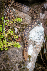 Alsophis rufiventris