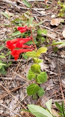 Salvia coccinea