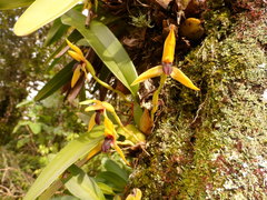 Maxillaria cucullata