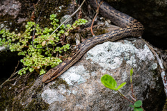 Alsophis rufiventris