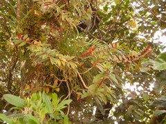 Tillandsia punctulata