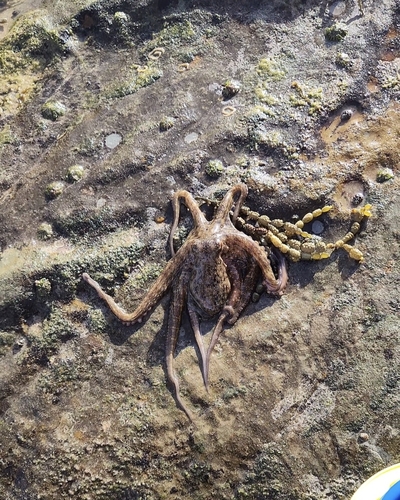 Octopus tetricus