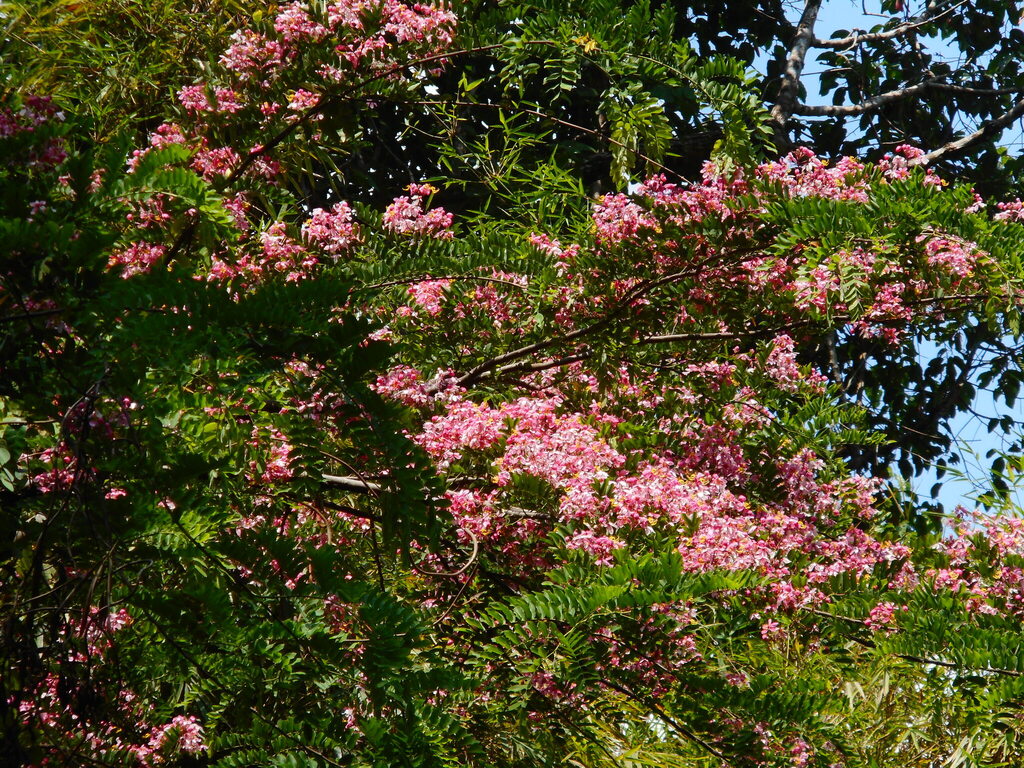 Bò cạp Java – Cassia javanica