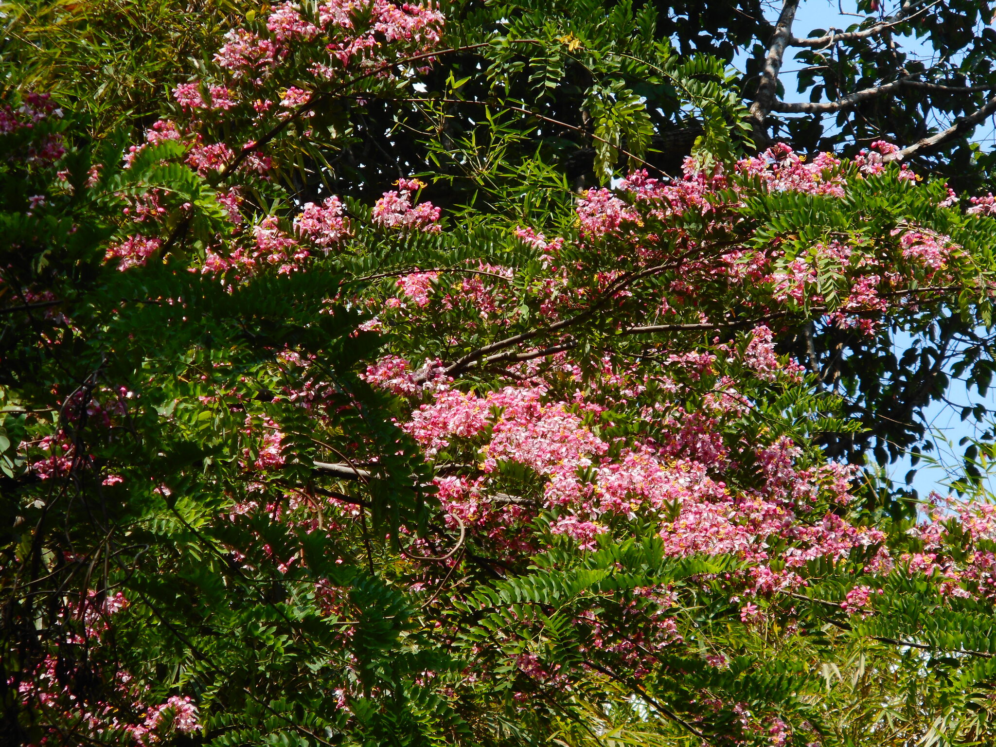Cassia javanica — ảnh 2