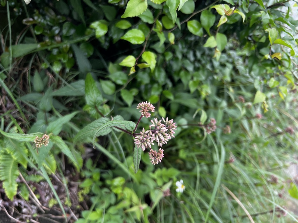 Eupatorium shimadae; photograph (c) 胡正恆(Jackson Hu), some rights reserved (CC BY)