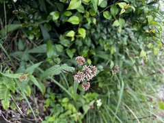 Eupatorium shimadae