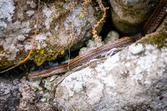 Alsophis rufiventris