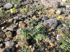 Potentilla astragalifolia