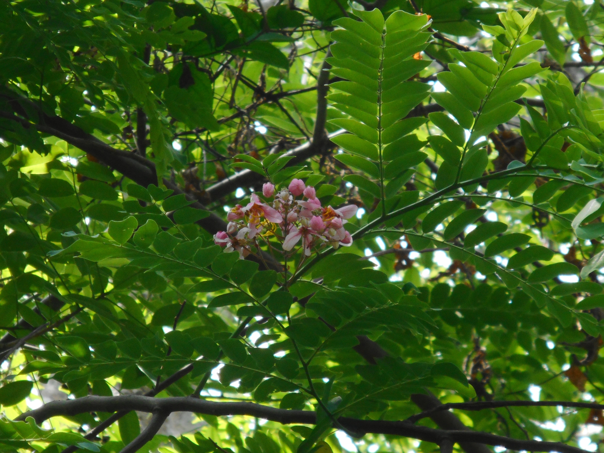 Cassia javanica — ảnh 3
