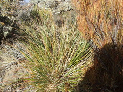 (c) Liadan Dickie, some rights reserved (CC BY) Chionochloa flavescens, photograph (c) Liadan Dickie, some rights reserved (CC BY)
