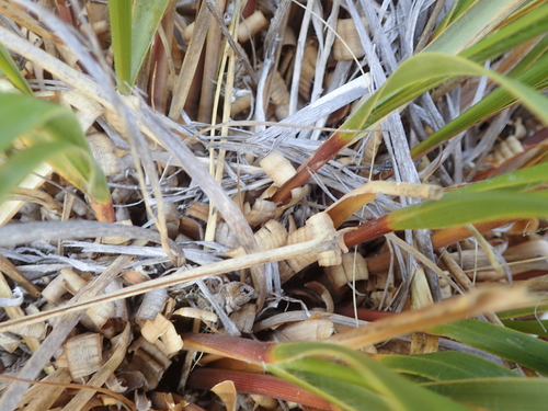 Chionochloa flavescens