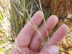 (c) Liadan Dickie, some rights reserved (CC BY) Chionochloa flavescens, photograph (c) Liadan Dickie, some rights reserved (CC BY)