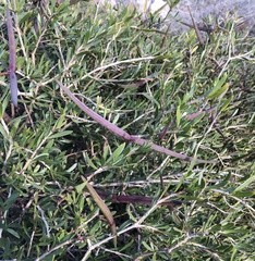 Periploca