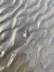 Buccinidae