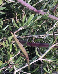 Periploca