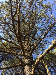 Pinus cooperi