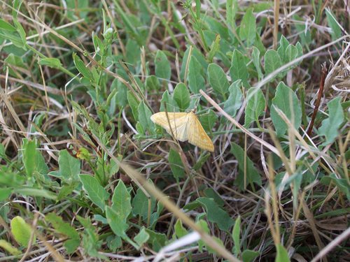 Sitochroa verticalis