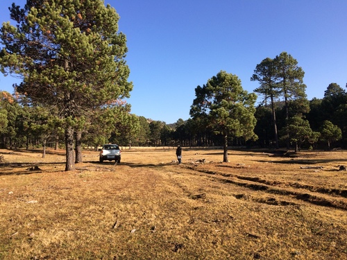 Cooper's pine