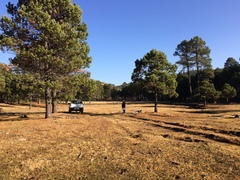 Pinus cooperi
