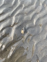 Buccinidae