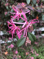 Loropetalum