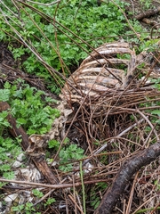 Odocoileus virginianus