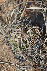 Echinofossulocactus pentacanthus