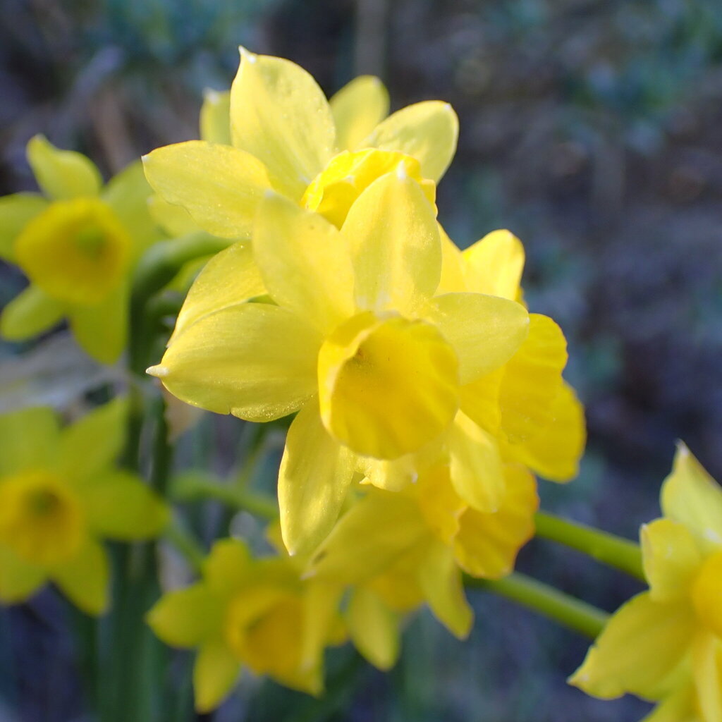 Narcissus assoanus; photograph (c) Oriol Sastre, some rights reserved (CC BY)
