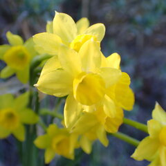 Narcissus assoanus