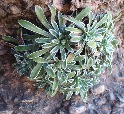 Saxifraga catalaunica, photograph 5