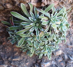 Saxifraga catalaunica, photograph Oriol Sastre, CC BY, iNaturalist via GBIF