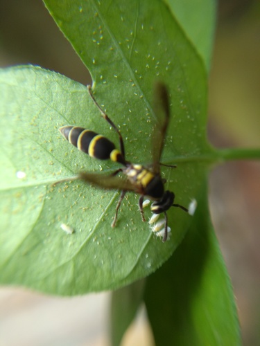 Yellow-banded Polybia Wasp