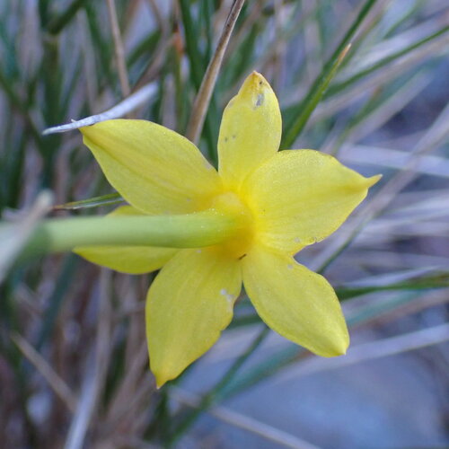 Narcissus assoanus, photograph 2