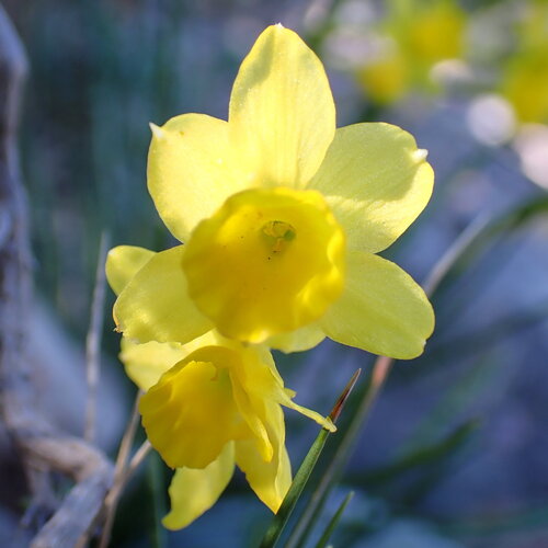 Narcissus assoanus, photograph 1