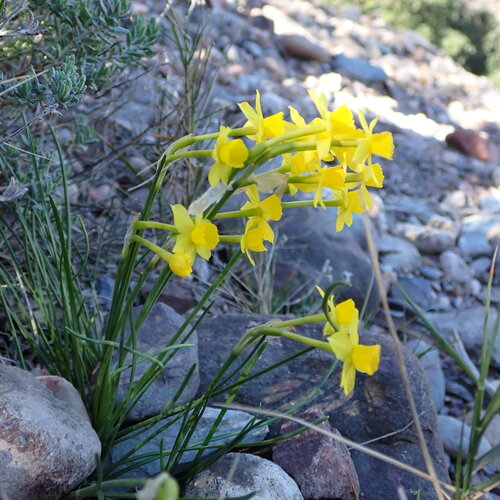Narcissus assoanus, photograph 4