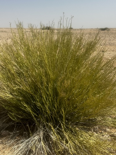Euphorbia larica