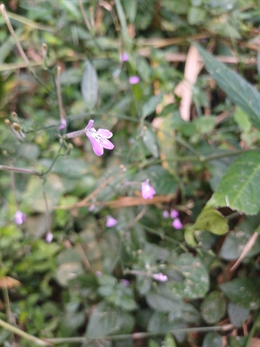 Rhinacanthus gracilis