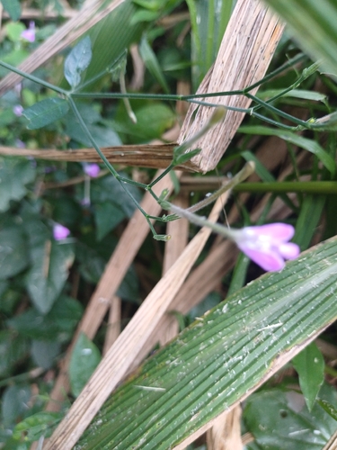Rhinacanthus gracilis, photograph 2