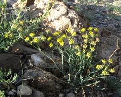 Bupleurum bicaule
