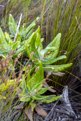 Hermas villosa, photograph (c) magriet b, some rights reserved (CC BY-SA)