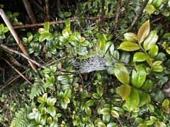 (c) 胡正恆(Jackson Hu), some rights reserved (CC BY) Eurya crenatifolia, photograph (c) 胡正恆(Jackson Hu), some rights reserved (CC BY)