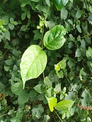 Mondia whitei, photograph (c) Margaret Burger, some rights reserved (CC BY-SA)