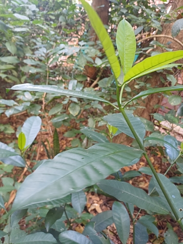 Tabernaemontana ventricosa, photograph 1