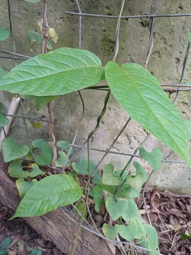 Mondia whitei